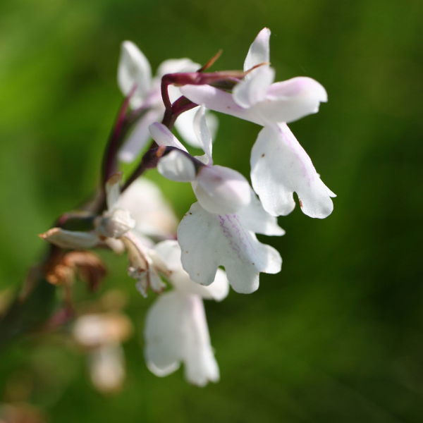 Anacamptis palustris  alba